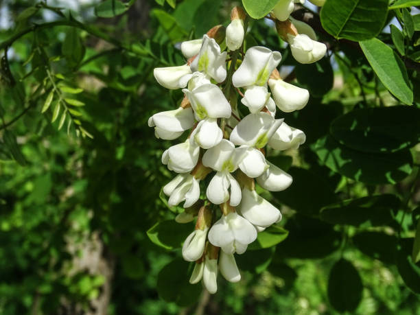 istock Black locust tree in bloom. Robinia pseudoacacia 2151436789