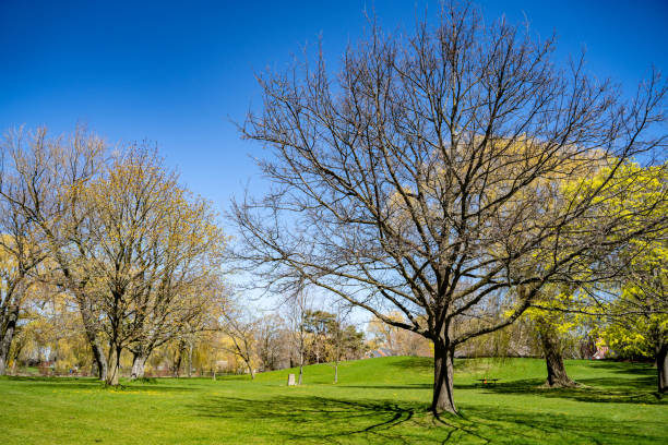 istock Nature view at Toronto Centre Island. 2151437095