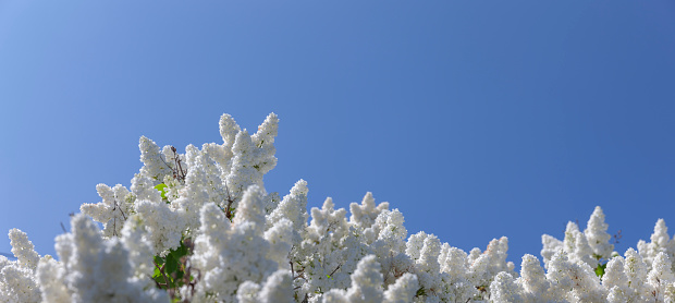 White lilacs against a blue sky