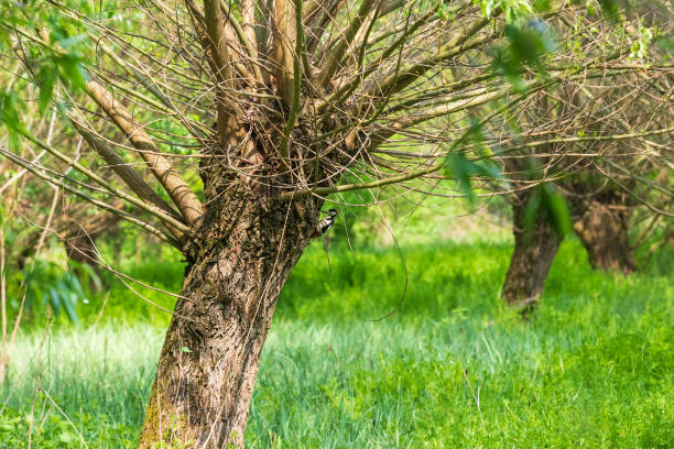 Dendrocopos major - Spotted Woodpecker sitting on a willow in a meadow.