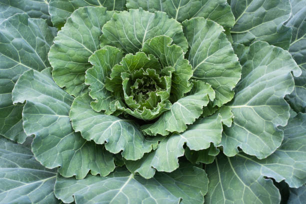 istock One white cabbage grow, top view. Background from one green cabbage leaves for publication, poster, calendar, post, screensaver, wallpaper, cover, website. High quality photo 2151440420
