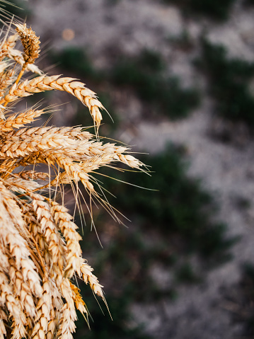 A detailed view of ripe wheat, ready for harvest, symbolizing fertility and natures bounty.