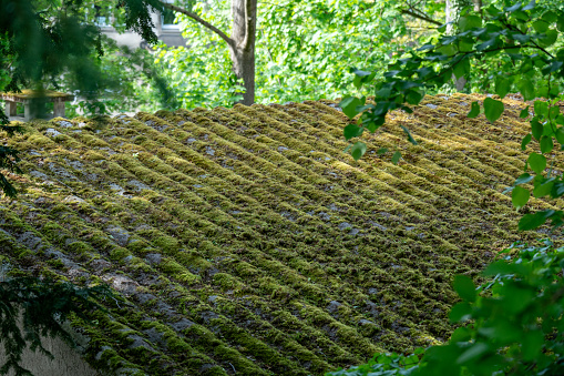 Moss-covered roof of a hut