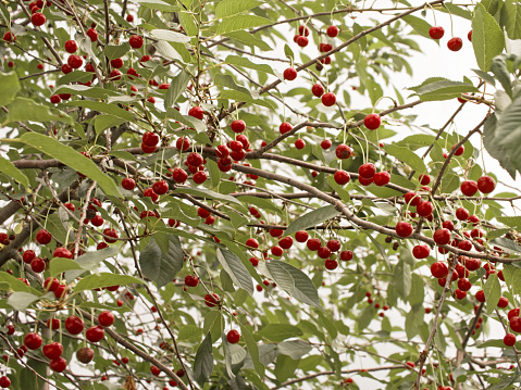 Ripe cherries adorn tree branches, surrounded by lush leaves; an epitome of summers bounty and natures generosity.