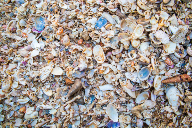 Various kinds of beautiful seashells drying on the sandy beach.
