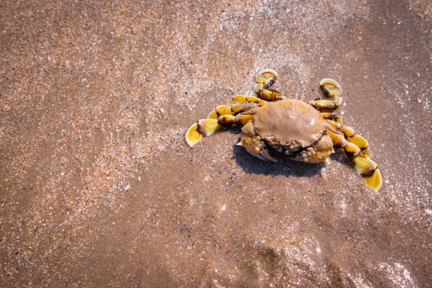 Free Stock Photo of Crab on Beach Near Tree | Download Free Images and ...