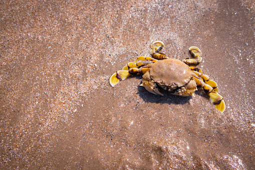 Crab on sandy beach on tropical island. Nature background