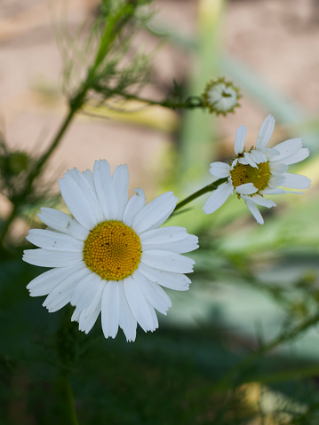 Chamomile flower, close-up. Chamomile or camomile is the common name for several daisy-like plants of the family Asteraceae.