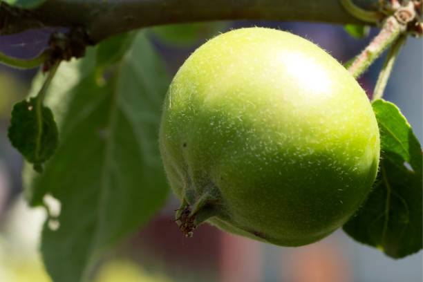 An unripe apple on a tree branch, close-up. An apple is an edible fruit produced by an apple tree (Malus domestica).