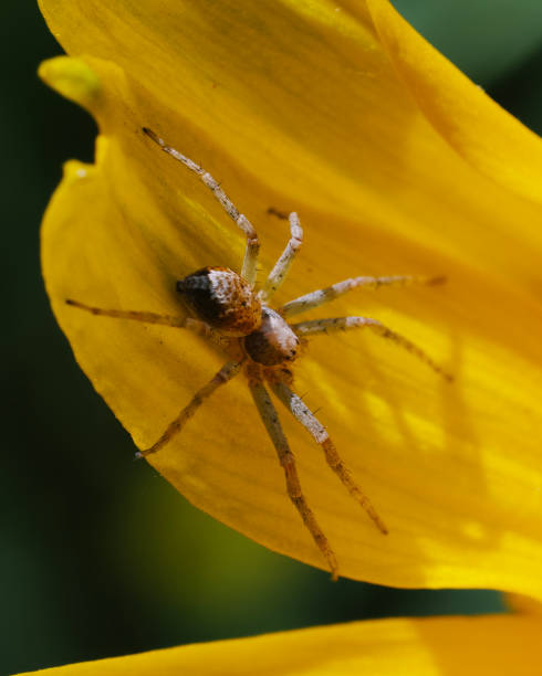 istock A tiny spider on a yellow flower petal. Macrophoto. 2151445112