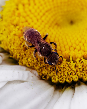 Natures Interaction: A close-up view of a bee collecting pollen from a flower, showcasing biodiversity.