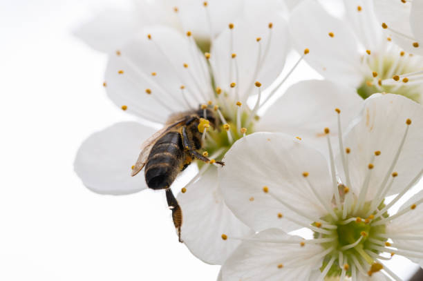 Sour cherry (Prunus cerasus) tree blossom with a pollinating bee in the garden on a sunny day in springtime.
