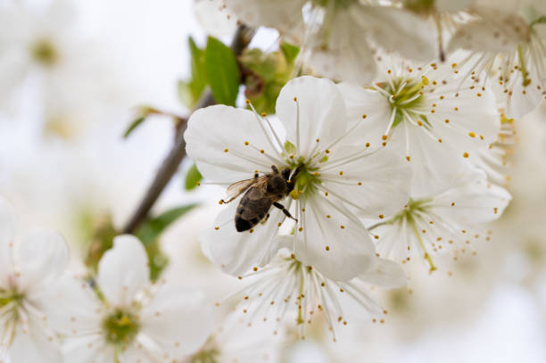Sour cherry (Prunus cerasus) tree blossom with a pollinating bee in the garden on a sunny day in springtime.