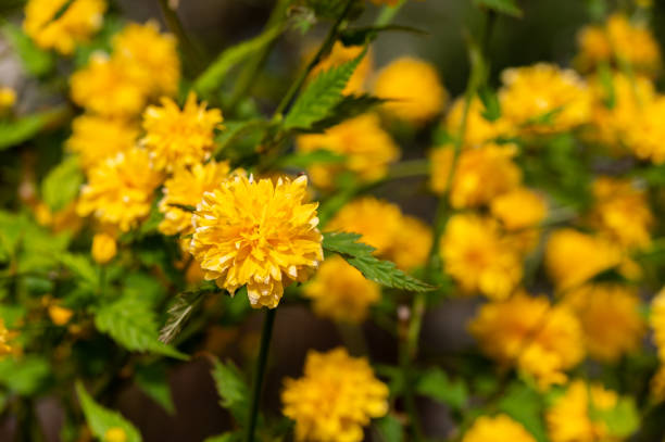 Japanese kerria (Kerria japonica) in the garden on a sunny day in springtime.