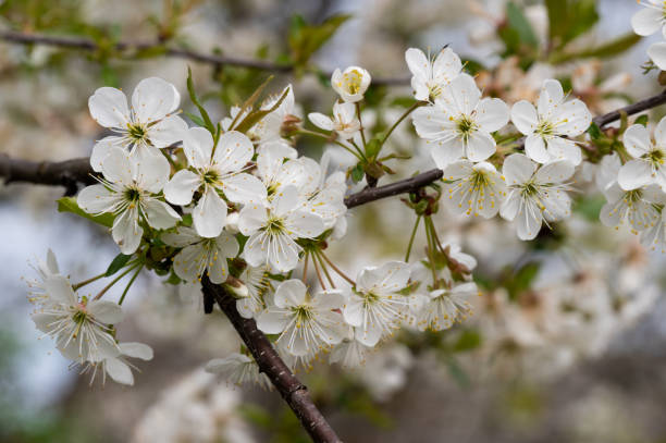 istock Sour cherry (Prunus cerasus) tree blossom in the garden 2151448004