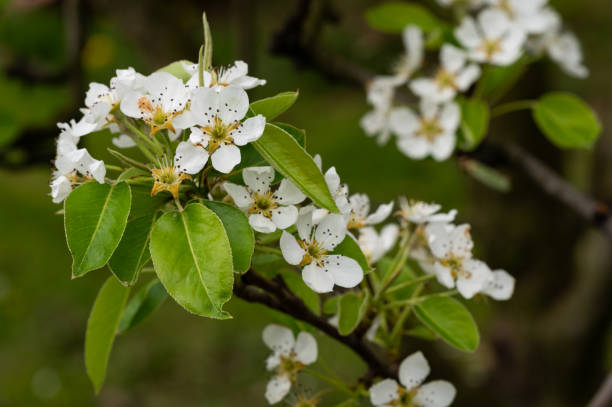 Pear (Pyrus communis) tree blossom in the garden