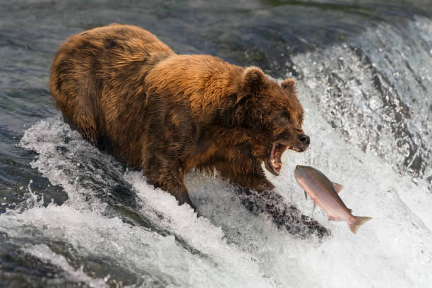 istock Bear about to catch salmon in mouth 2151448595