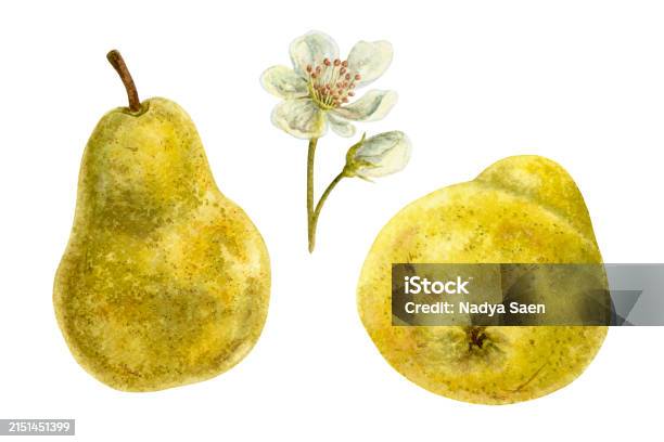 Pear Side View Pear Watercolor Hand Drawn Isolated Food Illustration Side And Bottom ...