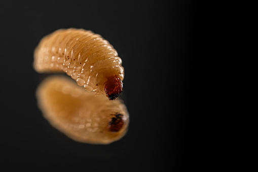 Chestnut larva reflected in a mirror with black background. Copy Space