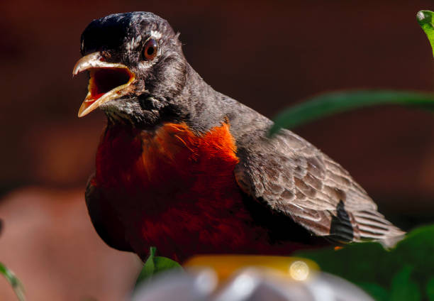An American Robin arrives on the backyard deck
