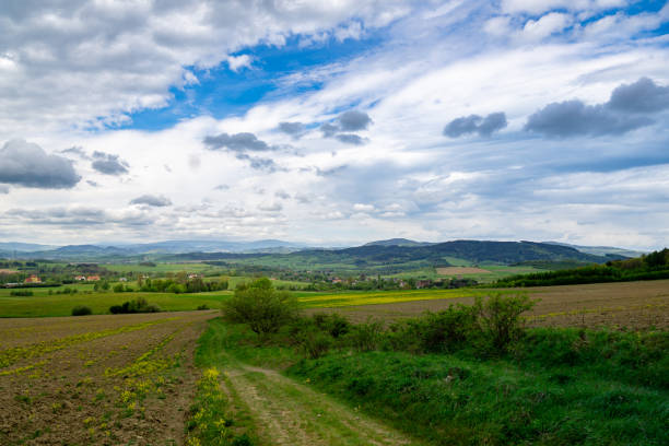 A dirt road cuts through a vibrant and dense green field, creating a path for vehicles or pedestrians to travel through the picturesque landscape. The road is surrounded by tall grass and wildflowers, with a clear blue sky overhead.
