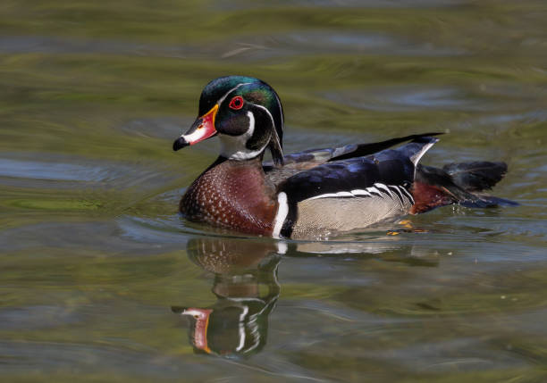 istock A Wood Duck in a Creek 2151458009