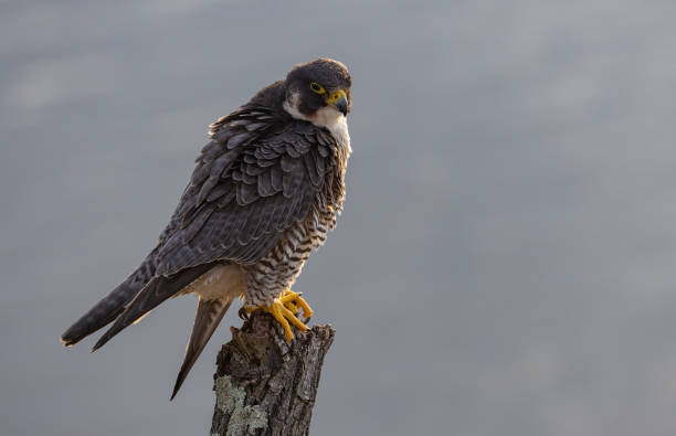 istock Peregrine Falcon 2151458120