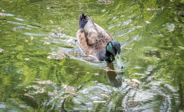 istock Swimming Duck on The Canal 2151458625