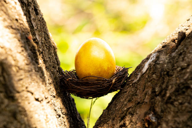 Chicken golden egg in a nest on a tree on the street, Easter holiday
