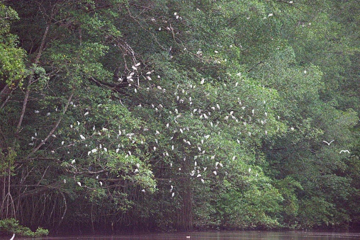 Numerous cattle egrets roost in the waning hours of the day in trees along the banks of the Tarcoles River in Costa Rica.
