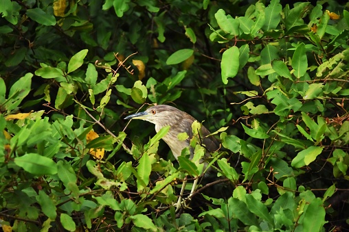 A black-crowned night-heron perches in a leafy tree above the Tarcoles River in Costa Rica.