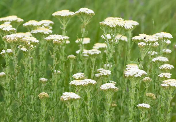 istock white flowers growing spontaneously in nature 2151463078