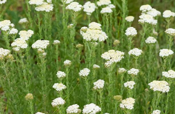 istock white flowers growing spontaneously in nature 2151463081