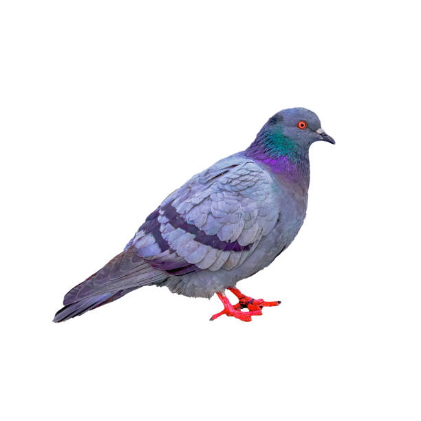 istock Full side view of a standing pigeon isolate on a white background. 2151464815