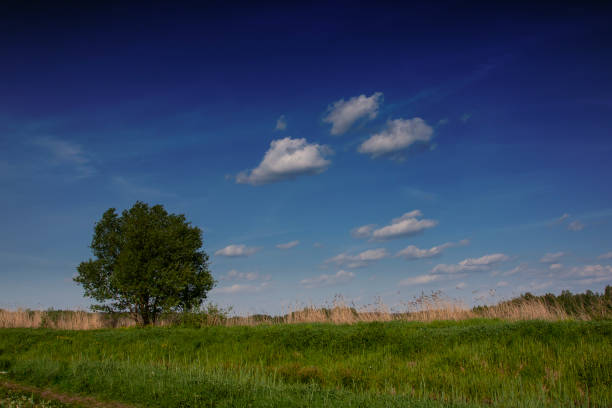 A beautiful spring meadow in Ukraine, captured in the morning light under a stunning and expressive sky
