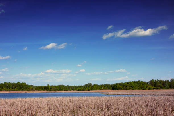 Spring landscape at the lake on a sunny day, natural environment at the beginning of summer