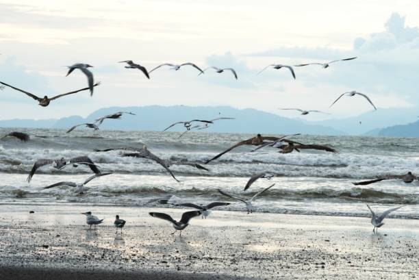 istock Gulls, Pelicans, and Royal Terns 2151465338