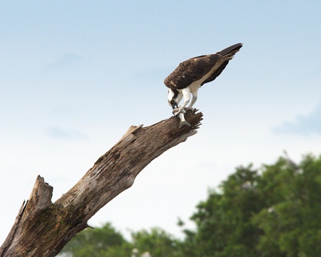 An osprey feeds on a fish as it perches atop a dead tree in the Tarcoles River in Costa Rica.