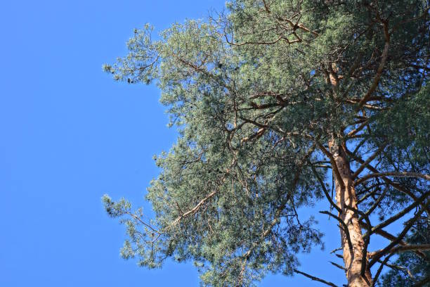 Tree silhouettes.