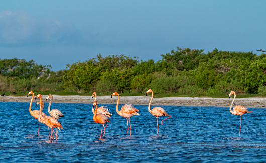 Wild vibrantly colored pink American flamingo along the mangrove coast of the Atlantic Ocean at the Merritt Island National Wildlife Refuge on the Space Coast of Florida.