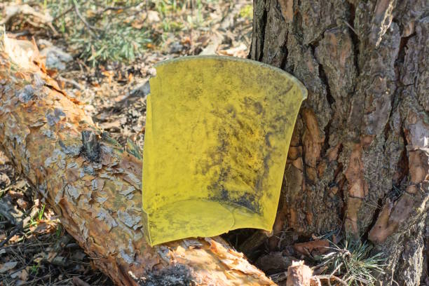 istock one yellow dirty plastic piece from a broken bucket 2151466027