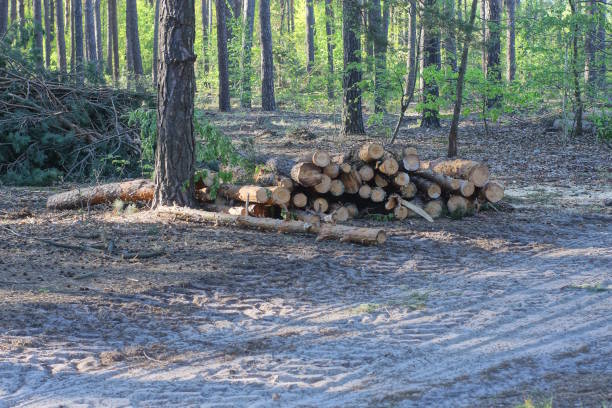 Transport of Wood Logs  from the Forest by a Tractor in Winter