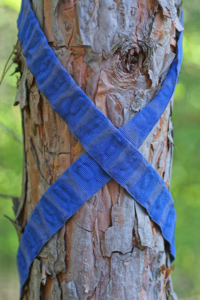 istock a long blue fabric harness is wound on a brown pine tree 2151466126