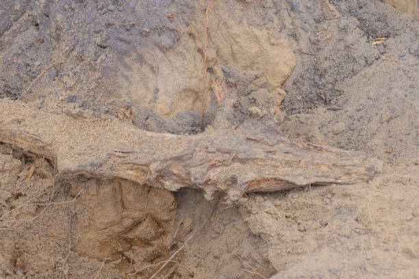 tangled roots of a tree