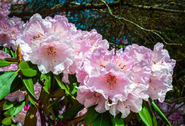 Free Stock Photo of Pink Rhododendron Blooms | Download Free Images and ...