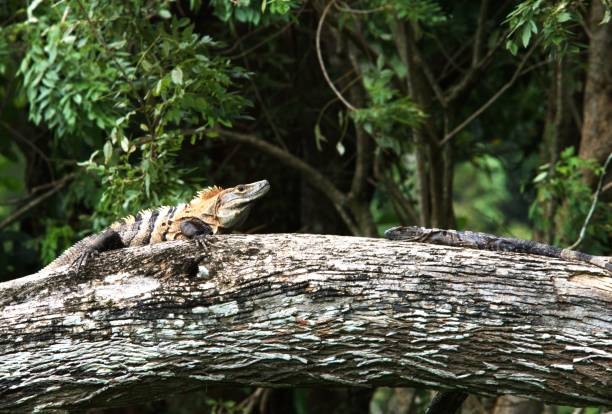 istock Black Iguana Adult and Offspring 2151467424
