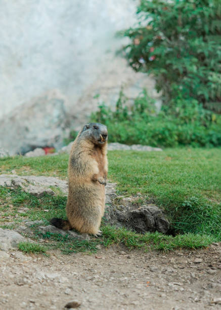 Cute Alpine marmot in the wild nature in Dolomites