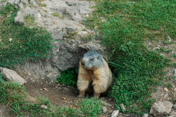 Cute Alpine marmot in the wild nature in Dolomites