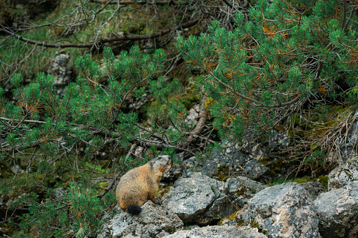 Cute Alpine marmot in the wild nature in Dolomites