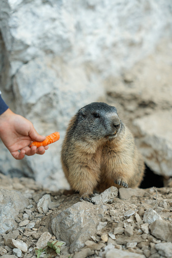 Cute marmot eating carrot near the rock
